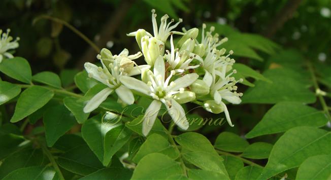  Inflorescence